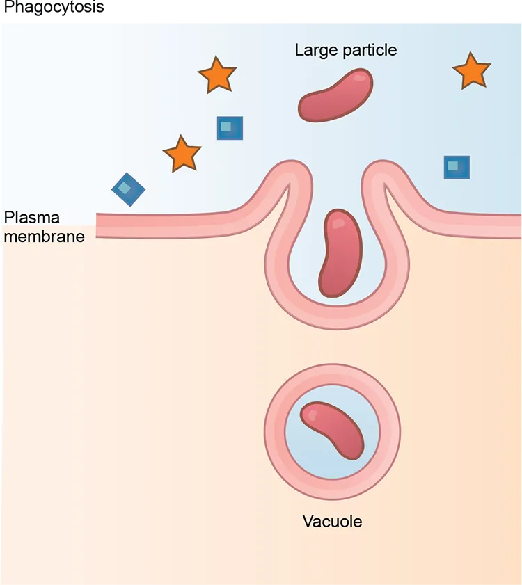 Illustration of endocytosis: the plasma membrane engulfs a large particle, forming a vacuole inside the cell.