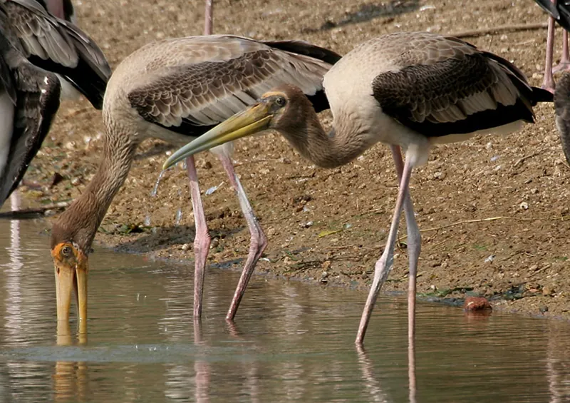 Photo shows long-legged storks standing in water. These birds have long, thick beaks that are pointed at the tips. One has its head down, with its beak open and searching in the water.