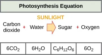 The photosynthesis equation is shown. According to this equation, six carbon dioxide and six water molecules produce one sugar molecule and six oxygen molecules. The sugar molecule is made of six carbons, twelve hydrogens, and six oxygens. Sunlight is used as an energy source.
