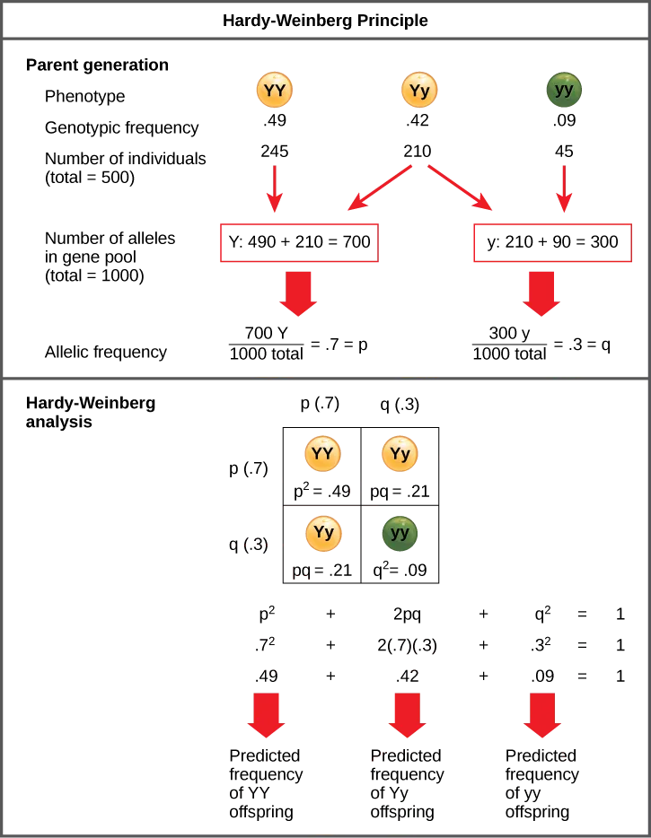 The Hardy–Weinberg principle is used to predict the genotypic distribution of offspring in a given population. In the example given, pea plants have two different alleles for pea color. The dominant capital Y allele results in yellow pea color, and the recessive small y allele results in green pea color. The distribution of individuals in a population of 500 is given. Of the 500 individuals, 245 are homozygous dominant (capital Y capital Y) and produce yellow peas. 210 are heterozygous (capital Y small y) and also produce yellow peas. 45 are homozygous recessive (small y small y) and produce green peas. The frequencies of homozygous dominant, heterozygous, and homozygous recessive individuals are 0.49, 0.42, and 0.09, respectively.  Each of the 500 individuals provides two alleles to the gene pool, or 1000 total. The 245 homozygous dominant individuals provide two capital Y alleles to the gene pool, or 490 total. The 210 heterozygous individuals provide 210 capital Y and 210 small y alleles to the gene pool. The 45 homozygous recessive individuals provide two small y alleles to the gene pool, or 90 total. The number of capital Y alleles is 490 from homozygous dominant individuals plus 210 from homozygous recessive individuals, or 700 total. The number of small y alleles is 210 from heterozygous individuals plus 90 from homozygous recessive individuals, or 300 total.  The allelic frequency is calculated by dividing the number of each allele by the total number of alleles in the gene pool. For the capital Y allele, the allelic frequency is 700 divided by 1000, or 0.7; this allelic frequency is called p. For the small y allele the allelic frequency is 300 divided by 1000, or 0.3; the allelic frequency is called q.  Hardy–Weinberg analysis is used to determine the genotypic frequency in the offspring. The Hardy-Wienberg equation is p-squared plus 2pq plus q-squared equals 1. For the population given, the frequency is 0.7-squared plus 2 times .7 times .3 plus .3-squared equals one. The value for p-squared, 0.49, is the predicted frequency of homozygous dominant (capital Y capital Y) individuals. The value for 2pq, 0.42, is the predicted frequency of heterozygous (capital Y small y) individuals. The value for q-squared, .09, is the predicted frequency of homozygous recessive individuals. Note that the predicted frequency of genotypes in the offspring is the same as the frequency of genotypes in the parent population. If all the genotypic frequencies, .49 plus .42 plus .09, are added together, the result is one 