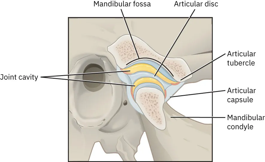 Illustration of temporomandibular joint, with labels for Joint cavity, Mandibular fossa, Articular disc, Articular tubercle, Articular capsule, and Mandibular condyle.