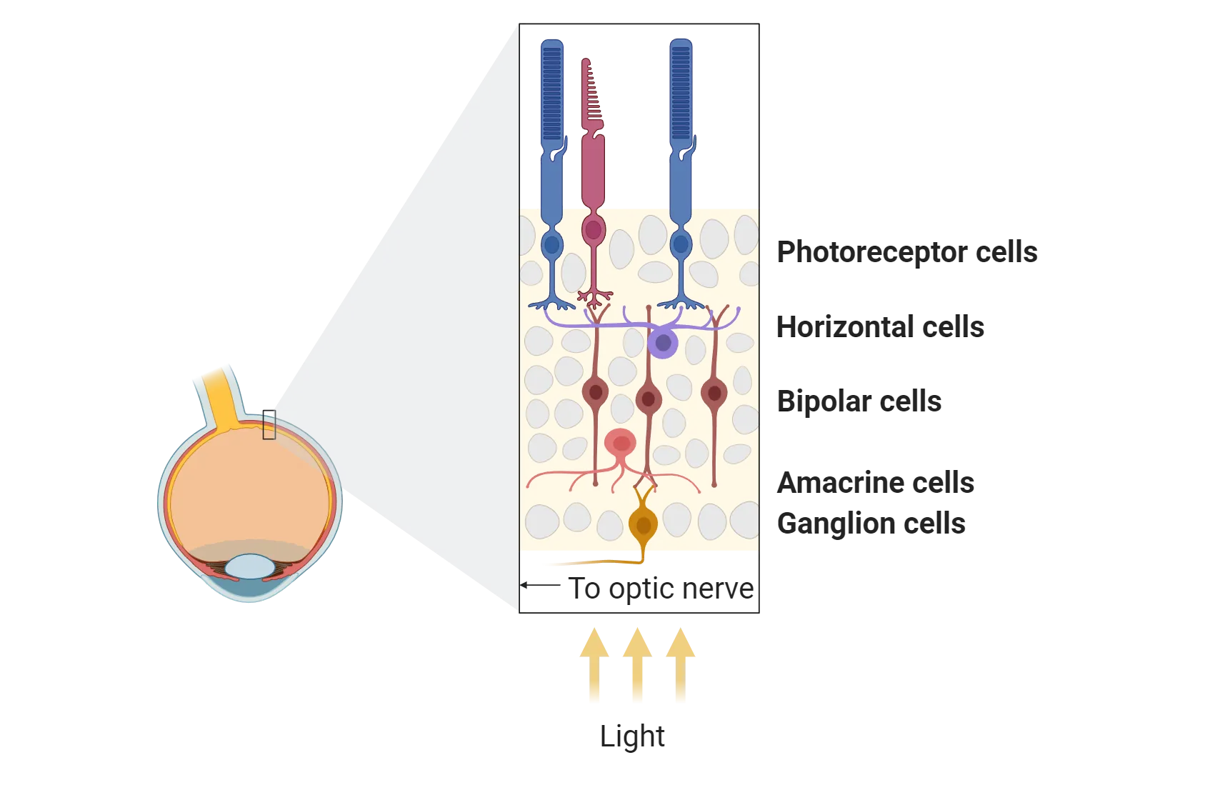 A sagittally sliced eye is shown with callout box on the retina in the back. The callout box shows cellular detail of the retina. Photoreceptors are the furthest back, with comb-like sections extending out (back, away from the main cavity of the eye) from the main cellular layer. They connect to bipolar cells. Horizontal cells are shown as cell bodies with multiple processes extending out to contact the synapses between photoreceptors and bipolar cells. Closest to the main cavity of the eye are retinal ganglion cells, which synapse with bipolar cells. Amacrine cells have cell bodies with many processes contacting these synapses. Light is shown entering this cell layer from the front, where the retinal ganglion cells are. Axons of retinal ganglion cells head to the optic nerve.