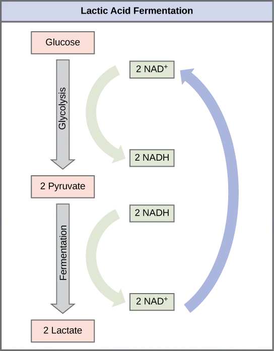 A graphic shows glucose undergoing glycolysis to become two pyruvate molecules, which then undergo fermentation to become two lactate molecules. During glycolysis, two NAD+ are converted into two high-energy NADH molecules, but during fermentation, these two NADH molecules are reoxidized to become two NAD+ again. NAD+ can then be used in glycolysis.