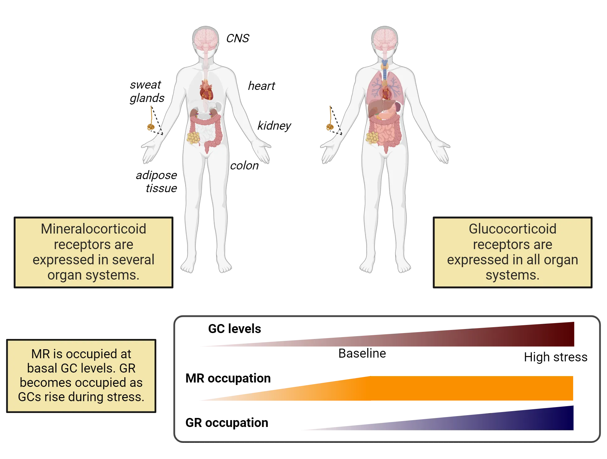 Top is two diagrams of a human body with organ systems shown. Left diagram shows CNS, heart, kidney, colon, sweat glands and adipose tissue. Text: Mineralocorticoid receptors are expressed in several organ systems. Right diagram shows many organs. Text: Glucocorticoid receptors are expressed in all organ systems. Bottom is diagram of gradients to represent MR occupation and GR occupation as glucocorticoid levels rise from low, through baseline to high stress. MR is occupied at basal glucocorticoid levels. GR becomes occupied as glucocorticoids rise during stress.