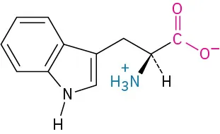 The structure of L-tryptophan. It has a carbon linked to methylene linked to cyclopentene with N-H fused to a benzene ring, carboxylate ion, dashed hydrogen, and wedged ammonia ion.