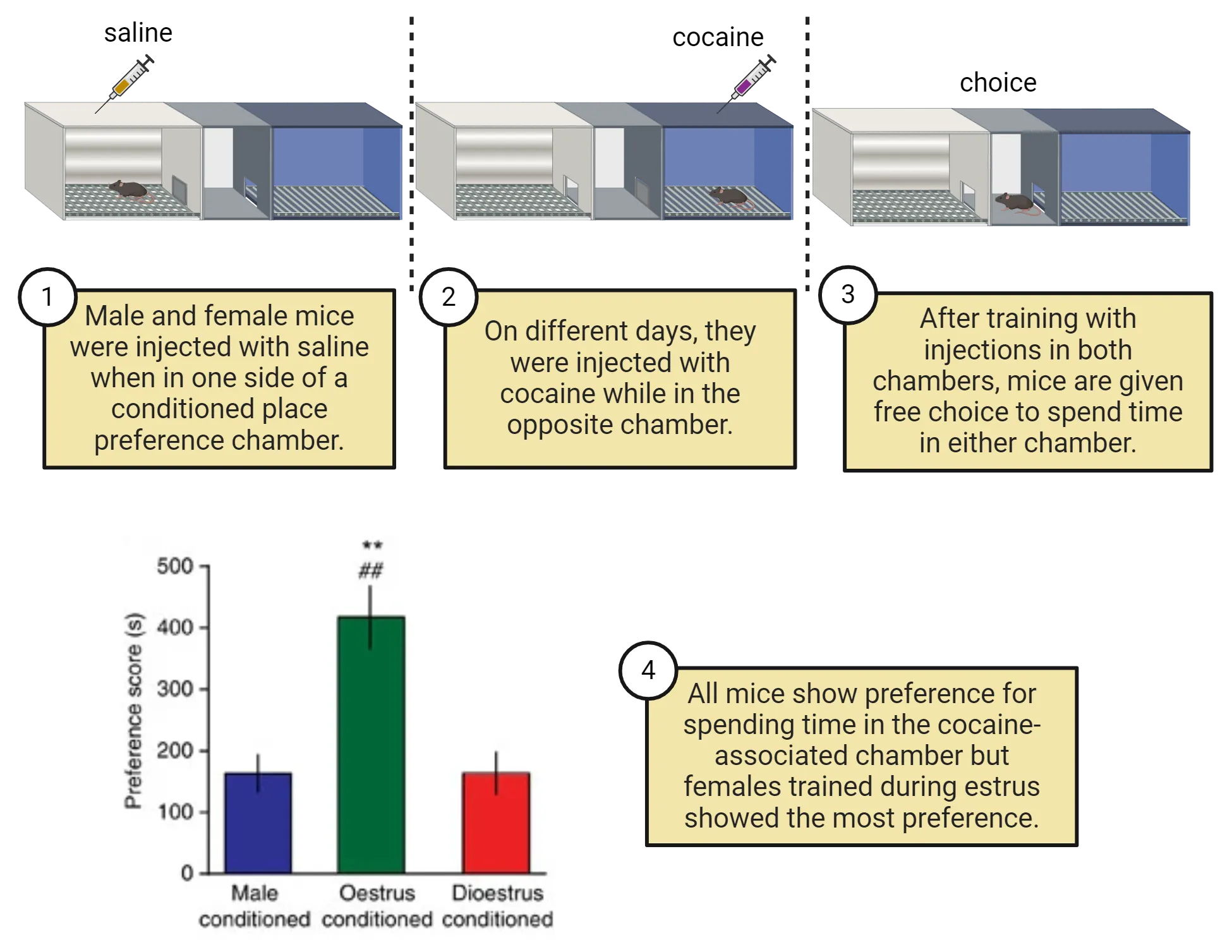 Top shows a 3 part diagram of steps in conditioned place preference. 1) Male and female mice were injected with saline when in one side of a conditioned place preference chamber. 2) On different days, they were injected with cocaine while in the opposite chamber. 3) After training with injections in both chambers, mice are given free choice to spend time in either chamber. Bottom shows a graph of performance score (y-axis) versus groups (male, oestrus female, dioestrous female). All mice show preference for spending time in the cocaine-associated chamber but females trained during estrus showed the most preference.