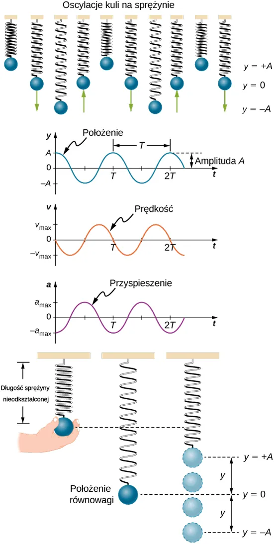 Seria 10 rysunków, ilustrujących piłkę zamocowaną na pionowej sprężynie. Rysunki są rozmieszczone jeden obok drugiego. Pionowe położenia zostały oznaczone jako y = +A, y = 0 i y = -A i znajdują się po prawej stronie rysunku. Idąc od lewej do prawej: na rysunku najbardziej na lewo sprężyna jest ściśnięta, piłka znajduje się w położeniu y = +A. Na drugim rysunku piłka znajduje się w położeniu y = 0 i przemieszcza się w dół. Na trzecim rysunku sprężyna jest ściśnięta, piłka znajduje się w położeniu y = -A. Na czwartym rysunku piłka znajduje się w położeniu y = 0 i przemieszcza się w górę. Na piątym rysunku sprężyna jest ściśnięta, piłka jest w położeniu y = +A. Na szóstym rysunku piłka znajduje się w położeniu y = 0 i porusza się w dół. Na siódmym rysunku sprężyna jest rozciągnięta i piłka znajduje się w położeniu y = -A. Na ósmym rysunku piłka znajduje się w położeniu y = 0 i porusza się w górę. Na dziewiątym rysunku sprężyna jest ściśnięta, a piłka znajduje się w położeniu y = +A. Na dzisiątym rysunku piłka znajduje się w położeniu y = 0 i porusza się w górę. Poniżej tych rysunków znajduje się seria rysunków ułożonych pionowo. Górny rysunek to wykres położenia w funkcji czasu. Na osi pionowej mamy położenie y, którego wartości zmieniają się między –A a +A. Oś pozioma to czas t, wyskalowana w T. Wartość y=+A występuje dla t=0, liczba drgań to 2 i 1/4. Pozioma odległość między maksimami funkcji wynosi T, a pionowa odległość pomiędzy poziomymi osiami a maximum jest oznaczona jako amplituda A. Środkowy rysunek przedstawia wykres prędkości w funkcji czasu. Oś pionowa to prędkość v, zakres prędkości wynosi od minus v sub max do v max. Pozioma oś to czas t, wyskalowana w T. Funkcja osiąga v=0 dla t=0 a liczba cykli wynosi 2 i 1/4. Dolny wykres przedstawia przyspieszenie w funkcji czasu. Oś pozioma to przyspieszenie a, które przybiera wartości między -a sub max do +a max. Oś pozioma to czas t, wyskalowana w T. Zaznaczone wartości to a równe minus a sub max i a równe a sub max, zaś liczba cykli wynosi 2 i 1/4. Poniżej tych wykresów znajdują się trzy rysunki przedstawiające piłkę na sprężynie. Po prawej stronie zaznaczono położenia y = +A, y=0 i y = -A. Na górnym rysunku po lewej stronie widać rękę trzymającą piłkę, długość sprężyny jest oznaczona jako długość sprężyny nieodkształconej. To położenie znajduje się powyżej y = +A. Na środkowym rysunku piłka nie jest trzymana i znajduje się w położeniu opisanym jako położenie równowagi. To położenie to y = 0. Na rysunku po prawej stronie piłka jest pokazana w czterech różnych położeniach. Te położenia to y = +A, nieco powyżej y = 0, nieco poniżej y = 0 i y = -A.