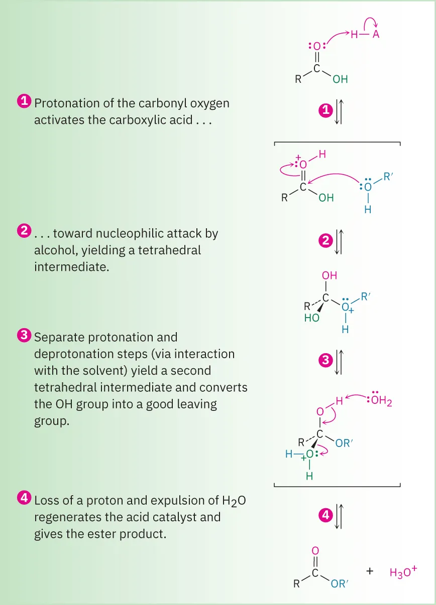 A curly arrow mechanism for Fischer esterification shows the four steps in converting a carboxylic acid to an ester. The steps comprise protonation, nucleophilic attack, proton transfer, and loss of water.