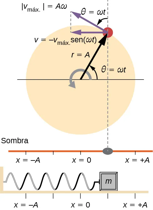 Una comparación de la ubicación angular de una clavija en un disco giratorio, la posición de su sombra y la posición de una masa que oscila sobre un resorte horizontal. El disco tiene radio r = A y gira en sentido contrario a las agujas del reloj con velocidad angular omega. La posición angular de la clavija, theta, es cero cuando la clavija está directamente a la derecha del centro del disco y es igual a omega t en el tiempo indicado. La velocidad lineal de la clavija se muestra como un vector tangente al círculo en el borde del disco. Tiene una magnitud v sub máx. que es igual a A omega. Su componente x es un vector horizontal hacia la izquierda – v sub máx. veces seno omega t. La clavija proyecta una sombra sobre una línea horizontal. El resorte está unido a una pared a la izquierda y a una masa a la derecha. La posición de la masa y la sombra es x, donde x = 0 está directamente debajo del centro del disco, x = –A está directamente debajo del borde izquierdo del disco y x = +A está directamente debajo del borde derecho del disco. En la figura, la clavija está en el primer cuadrante. Su sombra y la masa están ambas en una posición x entre 0 y más A (parece estar en x = A/2 en la figura).