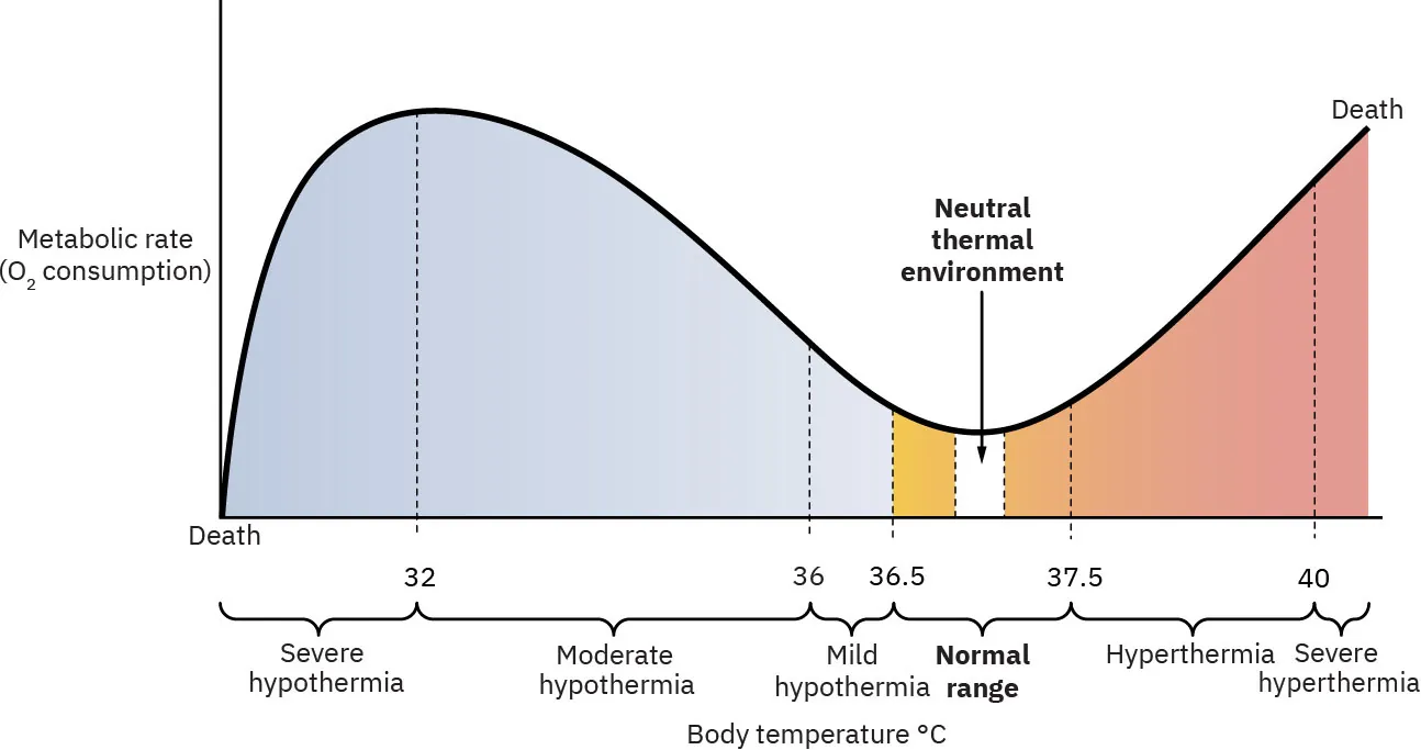 Graph showing neutral thermal environment for neonate, plotting body temperature in degrees Celsius against metabolic rate in oxygen consumption: labels show death at the low end of the temperature range, severe hypothermia below thirty-two degrees, moderate hypothermia between thirty-two and thirty-six degrees, mild hypothermia between thirty-six and thirty-six point five degrees, normal range between thirty-six point five and thirty-seven point five with the neutral thermal environment in the middle of that range, hyperthermia between thirty-seven point five and forty degrees, severe hyperthermia above 40 degrees, and death at the high end of the temperature range