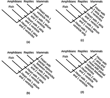 4 phylogenetic trees, labeled A through D, with branches for fish, amphibians, reptiles, and mammals (left to right). Tree A has a node ”Heart with 2 atria and 2 ventricles” to the left of the fish branch, a node ”Heart with 2 atria and 1 ventricle” between the fish and amphibian branches, a node ”Heart with 1 atrium and 1 ventricle” between the amphibian and reptile branches, and a node “Heart with 1 ventricle only” between the reptiles and mammal branches. Tree B has a node “Heart with 1 atrium and 1 ventricle” to the left of the fish branch, a node ”Heart with 2 atria and 1 ventricle” between the fish and amphibian branches, a node ”Heart with 2 atria and 2 ventricles” between the amphibian and reptile branches, and “Heart with partial septum between ventricles” between the reptile and mammal branches. Tree C has “Heart with 1 ventricle only” to the left of the fish branch, a node ”Heart with 1 atrium and 1 ventricle” between the fish and amphibian branches, a node ”Heart with 2 atria and 1 ventricle” between the amphibian and reptile branches, and a node ”Heart with 2 atria and 2 ventricles” between the reptile and mammal branches. Tree D has a node ”Heart with 1 atrium and 1 ventricle” to the left of the fish branch, a node ”Heart with 2 atria and 1 ventricle” between the fish and amphibian branches, and “Heart with partial septum between ventricles” between the amphibian and reptile branches, and node ”Heart with 2 atria and 2 ventricles” between the reptile and mammal branches.