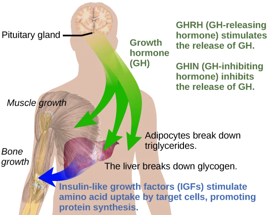 Growth hormone, or G H, is released from the pituitary gland and stimulates bone and muscle growth. It also stimulates fat breakdown by adipocytes and glycogen breakdown by the liver. The liver releases insulin-like growth factors, or I G Fs, which cause target cells to take up amino acids, promoting protein synthesis. G H releasing hormone stimulates the release of G H, and G H inhibiting hormone inhibits the release of G H.