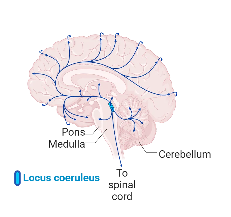 Diagram of a human brain with networks of norepinephrine projections throughout the cortex, cerebellum and down the spinal cord shown. Cell bodies are concentrated in the brainstem (locus coeruleus).