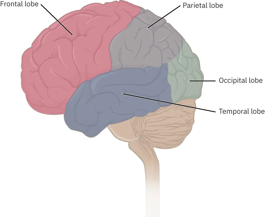 A diagram labeling the four lobes of the cerebrum: Frontal lobe, Parietal lobe, Occipital lobe, Temporal lobe.