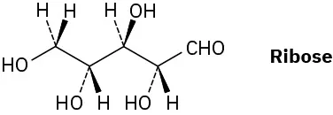 Acyclic wedge-dash structure of ribose.