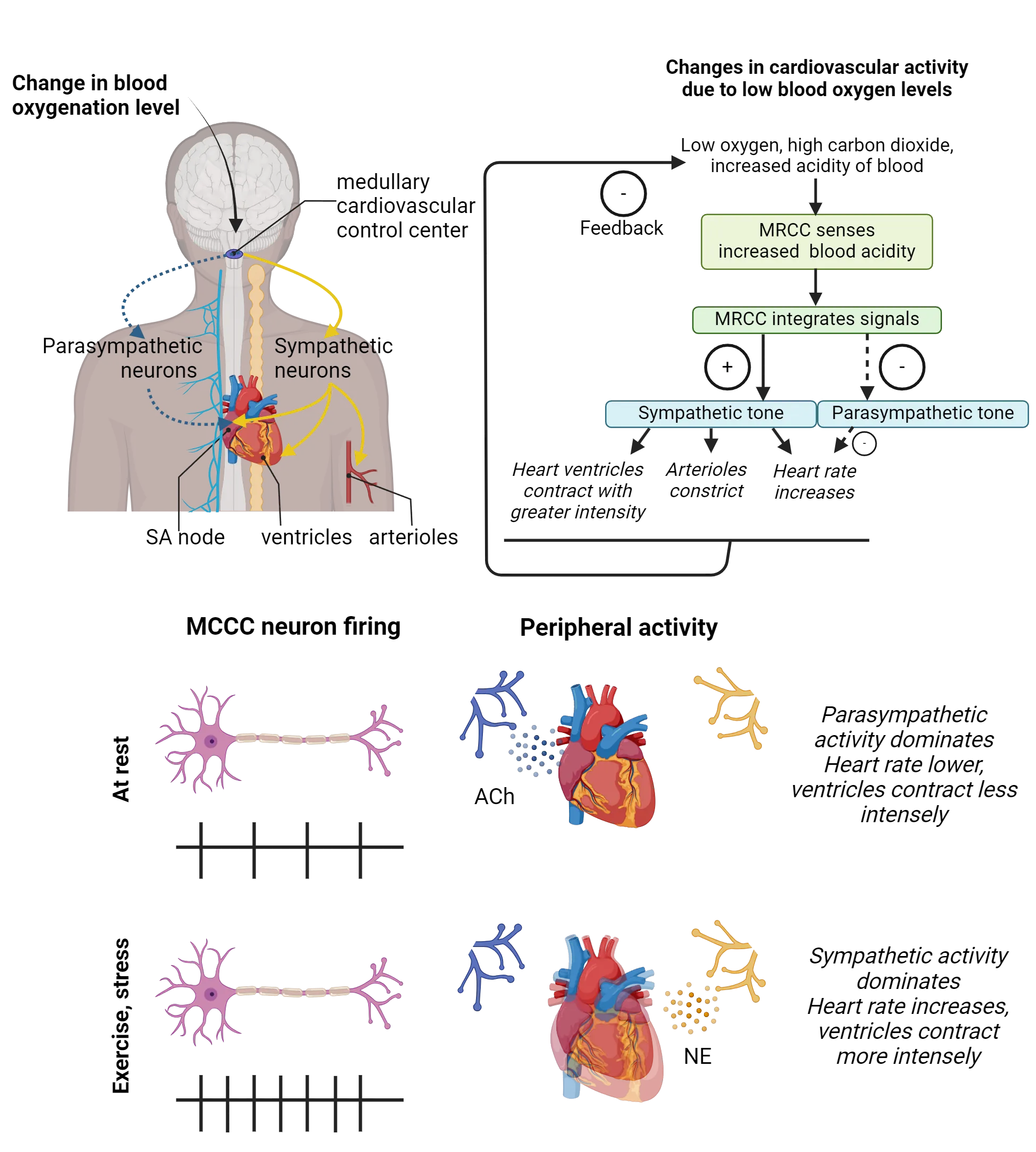 Top shows diagram of human brain/spinal cord and heart. Neurons from the medullary cardiovascular control center are shown connecting to parasympathetic and sympathetic systems. Sympathetic neurons go to SA node, ventricles and also arterioles. Parasympathetic neurons go to SA mode. To the right, a flowchart of the feedback processes described in the main text is shown. Bottom shows a diagram of a MCCC neuron at rest, firing infrequently, and a MRCC neuron under exercise or stress, firing rapidly. At rest, a heart is also shown getting ACh released on it (Parasympathetic activity dominates. Heart rate lower, ventricles contract less intensely). Under exercise or stress, a heart is shown getting NE released on it (Sympathetic activity dominates. Heart rate increases, ventricles contract more intensely).
