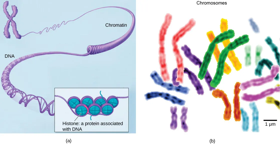 Part a: In this illustration, DNA tightly coiled into two thick cylinders is shown in the upper right. A close-up shows how the DNA is coiled around proteins called histones. Part b: This image shows paired chromosomes.  The chromosomes are shown as a collection of slender tubes.