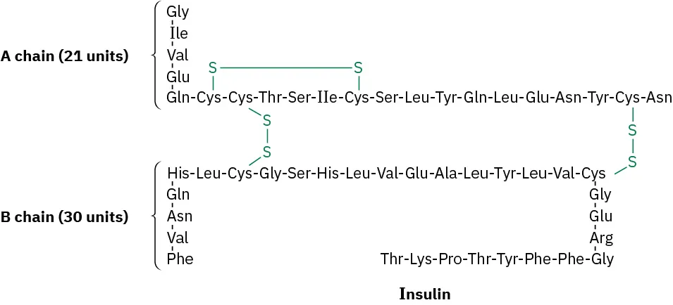 The structure of insulin is made up of A and B chains, shown in terms of the three-letter amino acid abbreviations in sequence. Cysteine disulfide bonds are also shown.