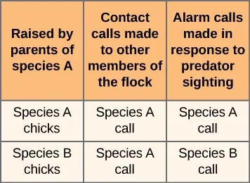 A table where the first column indicates which species of bird was raised by parents of species A, chicks of species A and chicks of species B.  Species A chicks made contact calls to other members of the flock using the species A call. Species B chicks made contact calls to other members of the flock using the species A call. Species A chicks made species A alarm calls in response to predator sightings. Species B chicks made species B alarm calls in response to predator sightings.