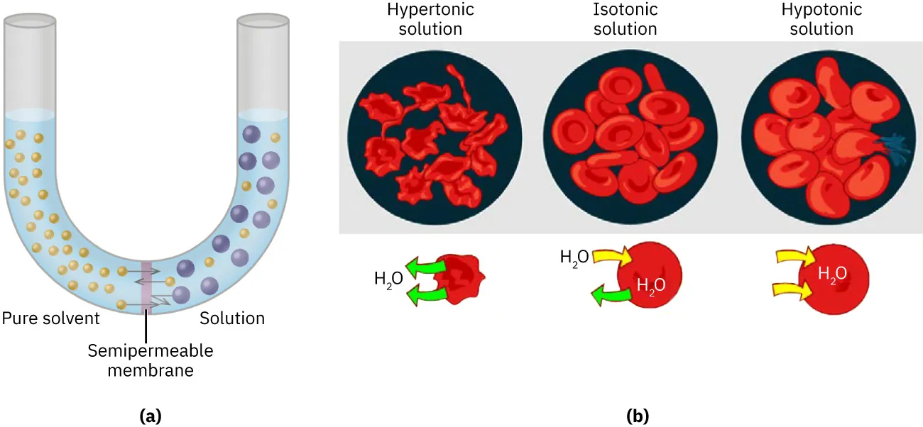 A diagram showing how osmosis occurs.
