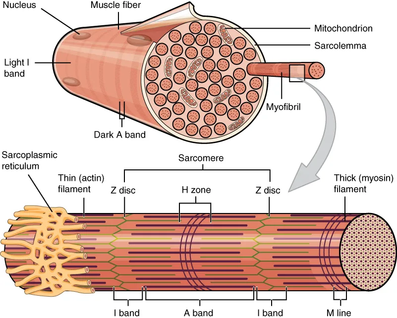 This figure shows the structure of the muscle fibers. In the top panel, a sarcolemma is shown with the major parts labeled. In the bottom panel, a magnified view of a single myofibril is shown and the major parts are labeled.