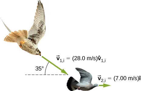 A hawk is flying toward a dove. The hawk is moving in a direction that is 35 degrees down from the horizontal at v 1 i = 28.0 meters per second v 1 i hat. The dove is moving to the right at 7.00 meters per second i hat.