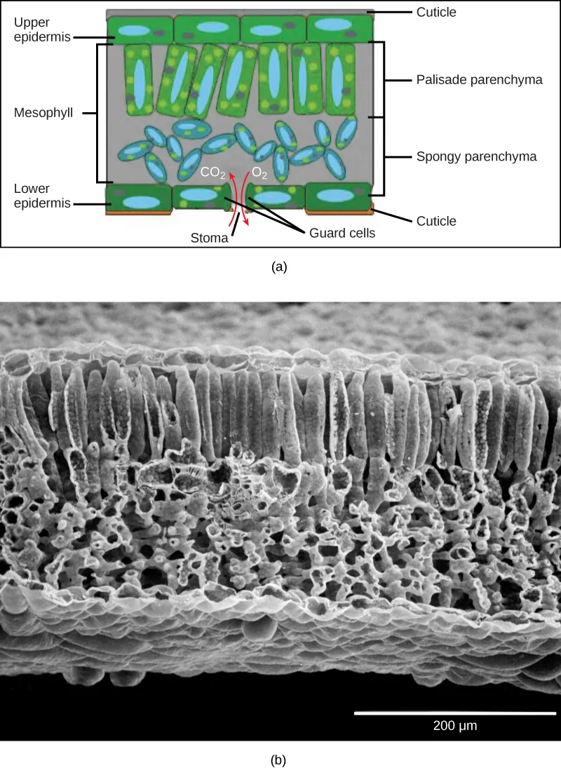 Part A is a leaf cross section illustration. A flat layer of rectangular cells make up the upper and lower epidermis. A cuticle layer protects the outside of both epidermal layers. A stomatal pore in the lower epidermis allows carbon dioxide to enter and oxygen to leave. Oval guard cells surround the pore. Sandwiched between the upper and lower epidermis is the mesophyll. The upper part of the mesophyll is comprised of columnar cells called palisade parenchyma. The lower part of the mesophyll is made up of loosely packed spongy parenchyma. Part B is a scanning electron micrograph of a leaf in which all the layers described above are visible. Palisade cells are about 50 microns tall and 10 microns wide and are covered with tiny bumps, which are the chloroplasts. Spongy parenchyma cells are smaller and irregularly shaped. Several large bumps about 20 microns across project from the lower surface of the leaf.