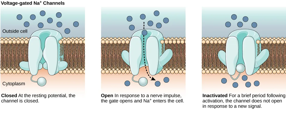 The first image shows a voltage-gated sodium channel that is closed at the resting potential. In response to a nerve impulse the channel opens, allowing sodium to enter the cell. After the impulse the channel enters an inactive state. The channel closes by a different mechanism and, for a brief period does not reopen in response to a new nerve impulse.