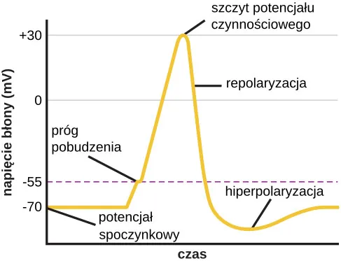 Zmiany napięcia błony komórkowej w czasie wystąpienia potencjału czynnościowego.