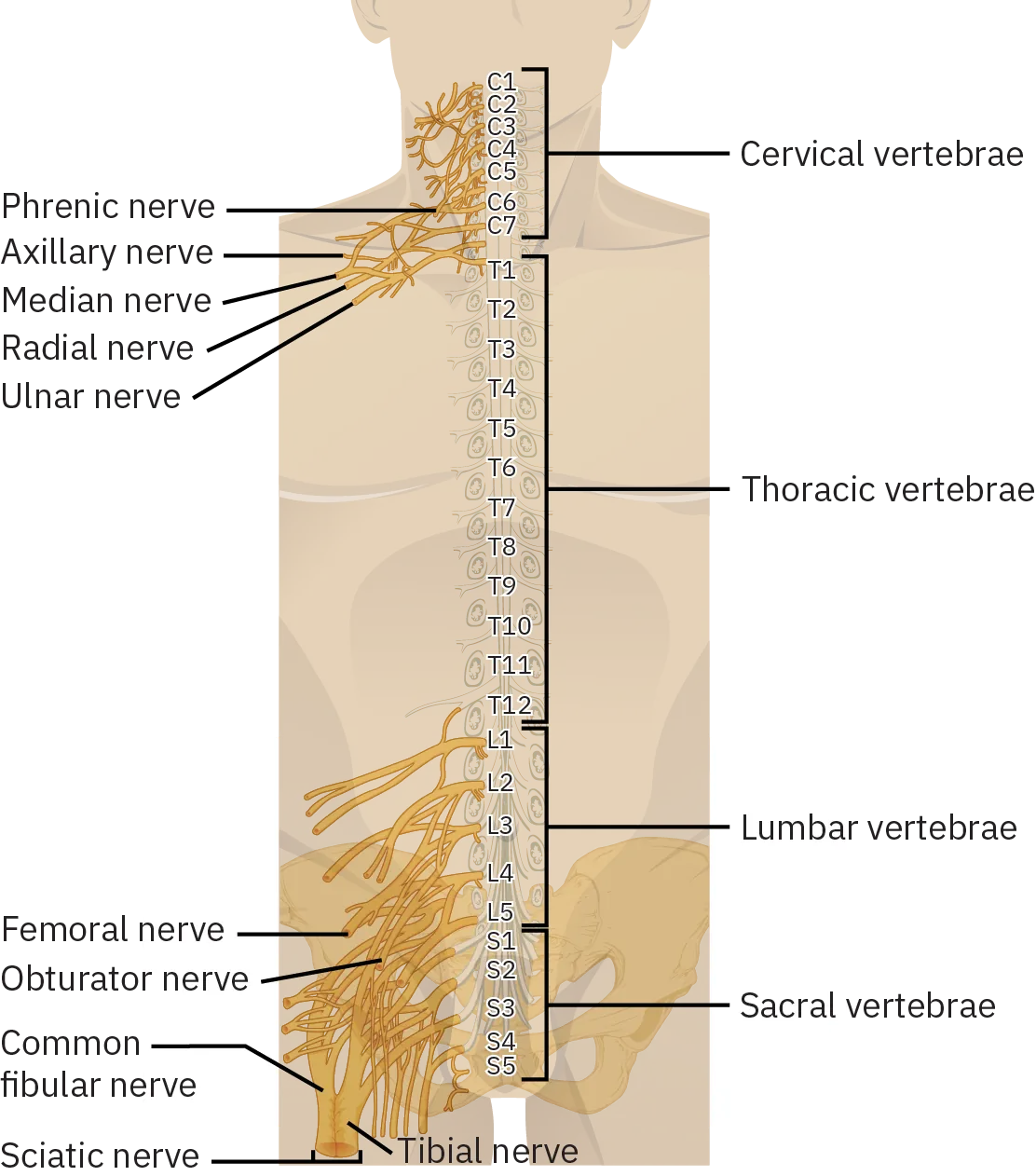 A diagram shows the four sections of the spinal cord, and the nerves associated with each. The topmost part of the spinal cord is the cervical vertebrae, located in the neck and consisting of vertebrae C1 through C7. The phrenic, axillary, median, radial, and ulnar nerves are found in this section. The next section is the thoracic vertebrae, located in the top two-thirds of the back and consisting of vertebrae T1 through T12. The next section is the lumbar vertebrae, located in the bottom of the back and consisting of vertebrae L1 through L5. The femoral and obturator nerves are located in this section. The last section is the sacral vertebrae, located in the pelvic region and consisting of vertebrae S1 through S5. The common fibular, sciatic, and tibial nerves are found in this section.
