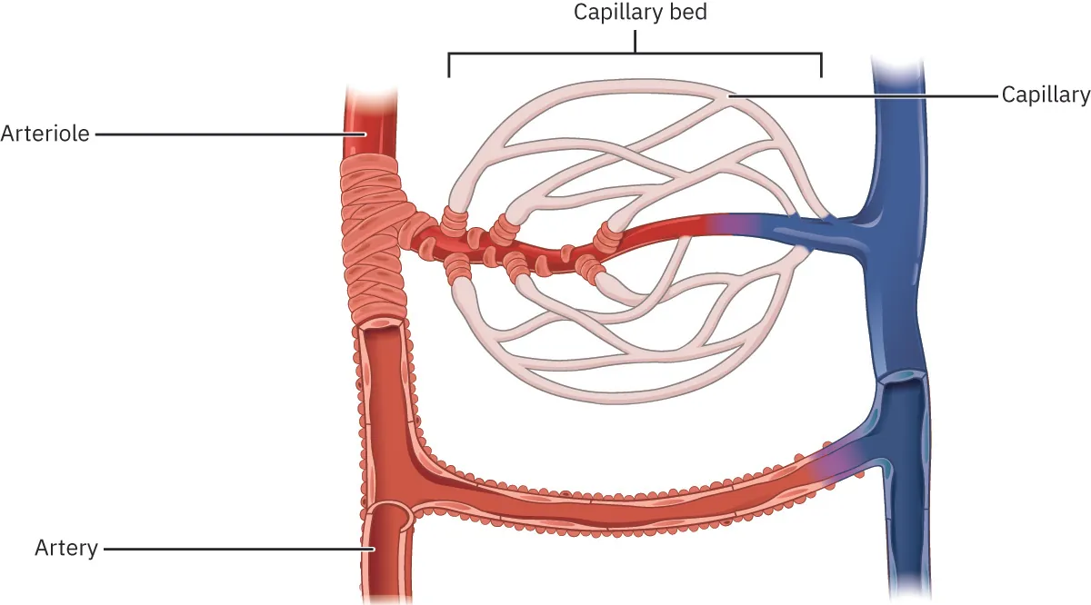 A diagram showing how arterioles connect arteries with capillaries.