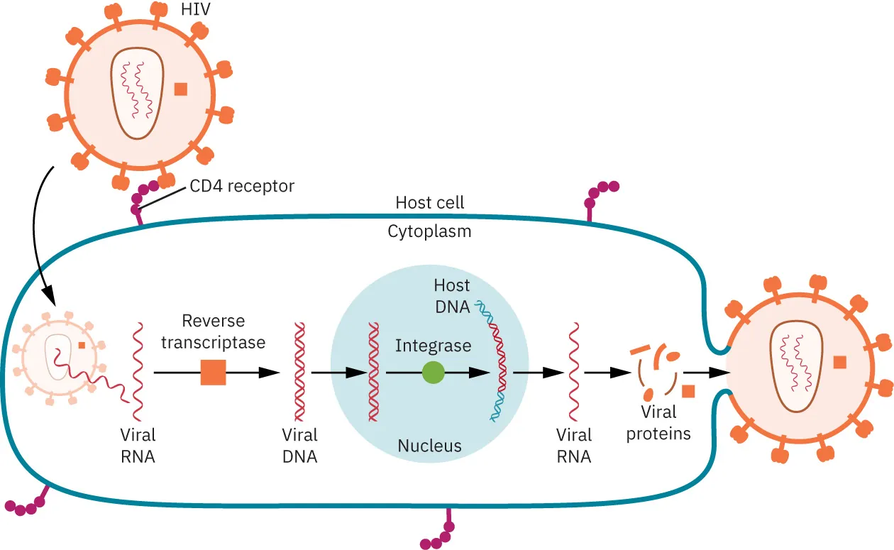 The image illustrates the life cycle of HIV within a host cell. It starts with the HIV binding to the CD4 receptor on the surface of the host cell. The viral RNA then enters the cell, where reverse transcriptase converts it into viral DNA. This viral DNA is integrated into the host's DNA in the nucleus using the enzyme integrase. The host cell's machinery then transcribes the viral DNA into viral RNA and proteins, which are assembled into new viruses that bud off from the host cell to infect other cells.