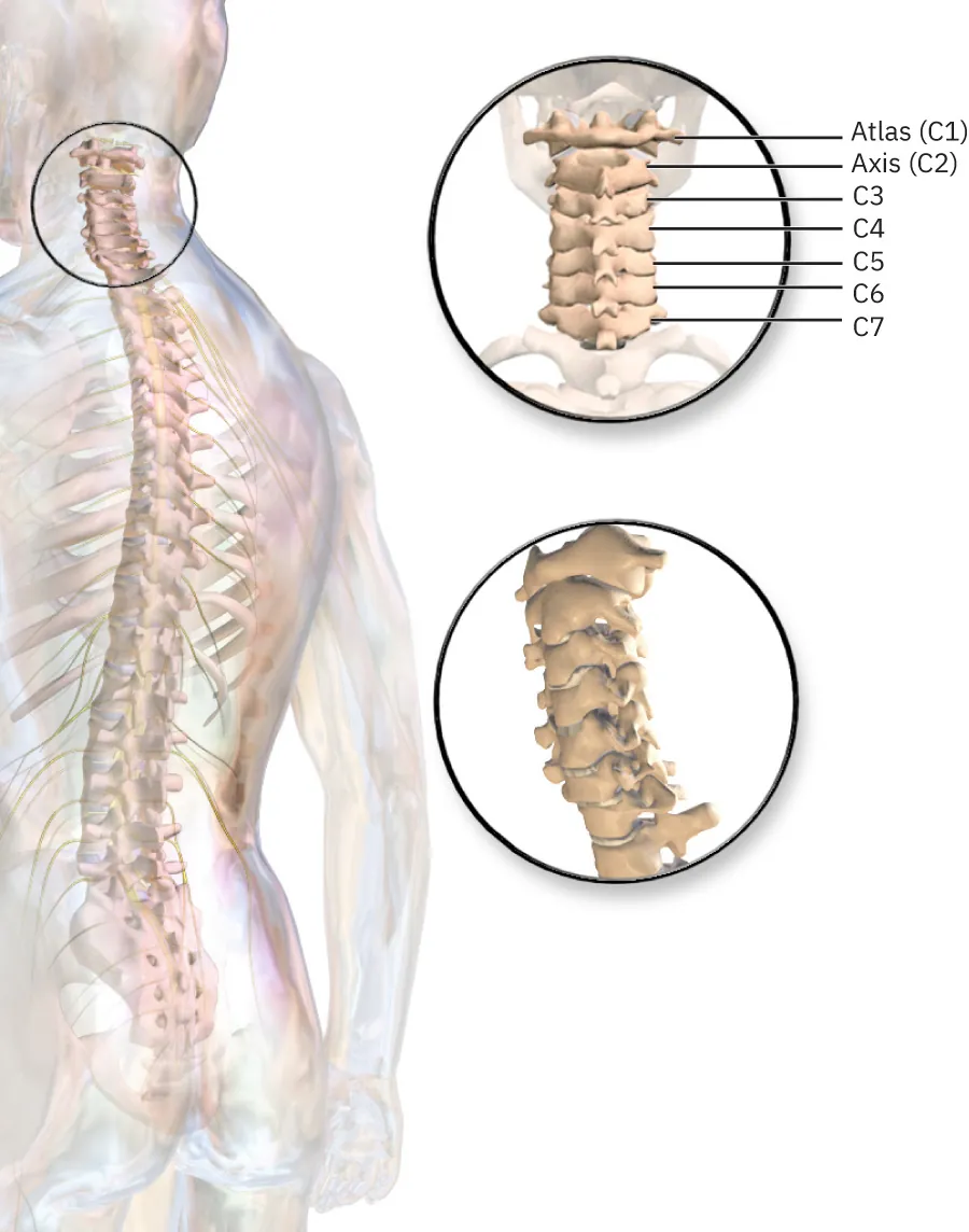 A diagram of the vertebrae with detail in the cervical vertebrae in the upper part of the spine.
