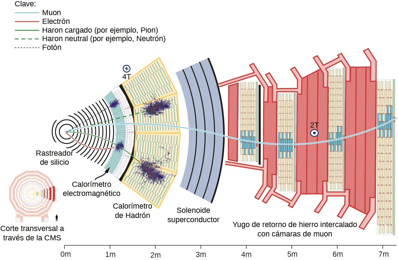 La figura muestra un corte transversal a través del CMS. Una sección de la misma está ampliada. En el centro hay un rastreador de silicio. Las capas, moviéndose hacia afuera desde el centro, están marcadas como: Calorímetro electromagnético a menos de 1 m del centro, Calorímetro de Hadrones a aproximadamente de 1,5 m a 2 m del centro, Solenoide superconductor a aproximadamente 2,5 m a 3,5 m del centro y Yugo de retorno de hierro intercalado con cámaras de muones a aproximadamente 3,5 m a poco más de 7 m del centro. Las dos líneas que van del centro al calorímetro electromagnético están marcadas como Fotón y Electrón. Las dos líneas que forman el centro del Calorímetro de Hadrones están marcadas como Hadrón neutro, ejemplo neutrón y Hadrón cargado, ejemplo Pión. Una línea marcada como Muon se extiende desde el centro hasta la capa más externa. Dentro de la segunda capa hay un pequeño círculo marcado como 4T. Dentro de la última capa hay un pequeño círculo marcado como 2T.