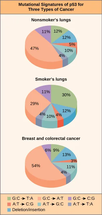 The figure is titled Mutational Signatures of P53 for Three Types of Cancer. There are three pie charts. The key on the bottom reads Green for G:C arrow T: A, peach for G: C arrow A:T, purple for G:C arrow C:G, red  for A:T arrow  C:G, light blue for A:T arrow G:C, gray for A:T arrow T:A, and aqua for Deletion/Insertion. The pie chart on the left is titled nonsmoker’s lungs and has the following values: 11% purple, 12% green, 12% aqua, 5% red, 10% light blue, 4% gray, and 47% peach. The second pie chart is labeled smoker’s lungs, and has the following values: 11% purple, 20% green, 12% aqua, 4% red, 10% light blue, 4% gray, 29% peach. The third pie chart is labeled Breast and Colorectal cancer and has the following values: 6% purple, 9% green, 13% aqua, 3% red, 11% light blue, 4% gray, 54% peach.