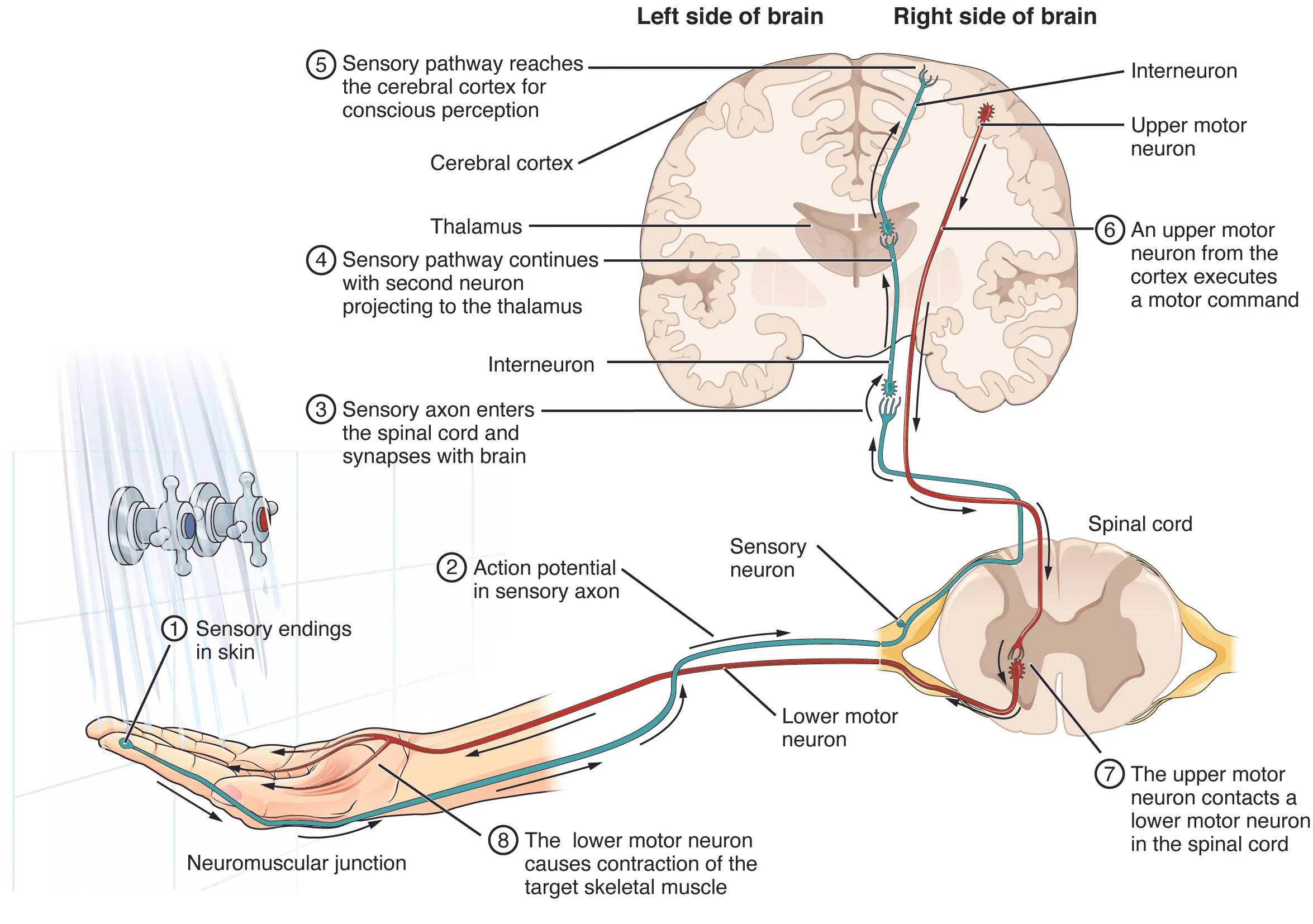This diagram shows the complete pathway a nerve impulse takes when a person tests the temperature of shower water with their hand. First, a sensory nerve ending in the index finger sends a nerve impulse to the spinal cord. A cross section of one segment of the vertebrae is shown from a superior view. The sensory nerve connected to the nerve ending is located in the dorsal root ganglion. The nerve ending is a dendrite of the sensory neuron, as it also has an axon that synapses with an interneuron. The interneuron then synapses with a second interneuron in the thalamus. This second interneuron synapses with brain tissue in the cerebral cortex, allowing conscious perception of the water temperature. The brain then initiates a motor command by stimulating an upper motor neuron in the cerebral cortex. The axon of the upper motor neuron extends all the way to the spinal cord, where it synapses with a lower motor neuron in the gray matter of the spinal cord. The impulse then travels down the lower motor neuron back to the hand where it synapses with the skeletal muscles of the hand. This triggers the muscle contractions that turn the dials of the shower to adjust the water temperature.