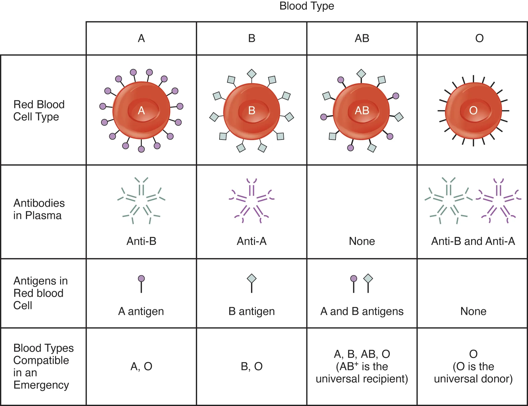 This table shows the different blood types, the antibodies in plasma, the antigens in the red blood cell, and the blood compatible blood types in an emergency.
