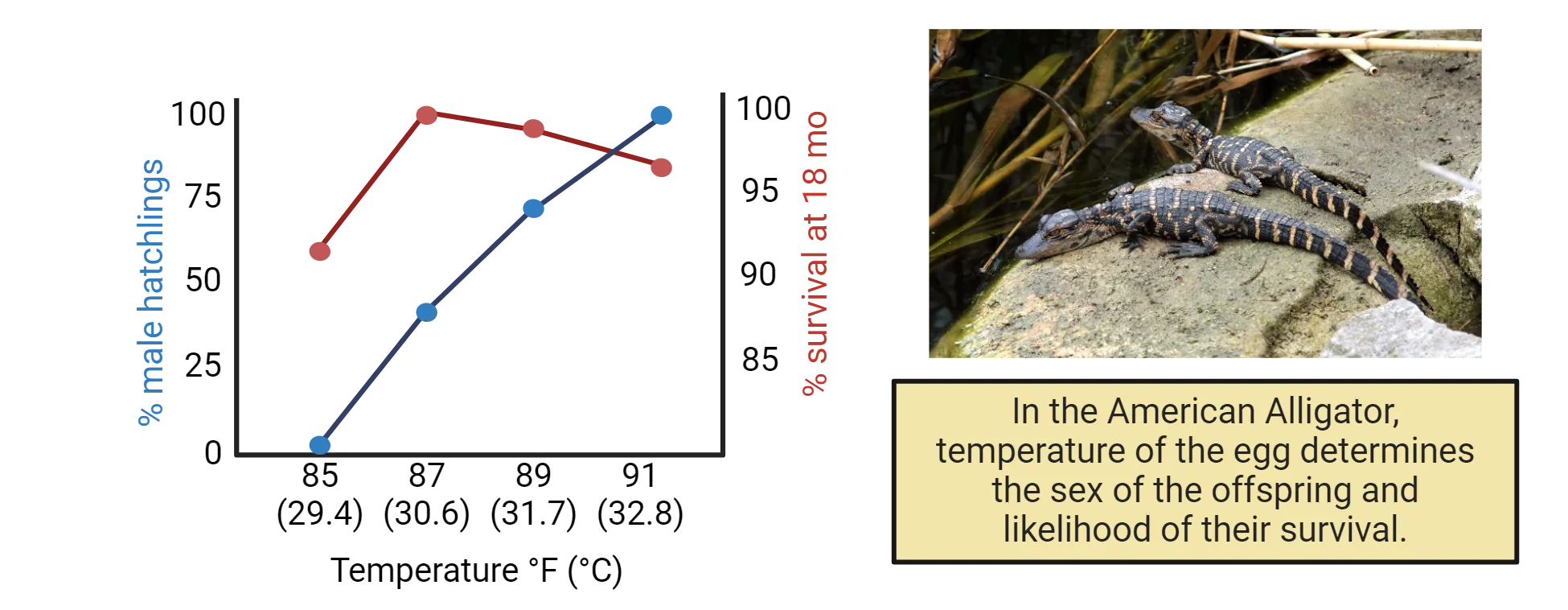 Left is a graph of temperature (x-axis) with two curves, one for % male hatchlings and another for % survival at 18 mo. % male increases from ~60% to ~100% between 85 and 87 degrees F then levels off. % survival increases from 0% at 85 degrees to 100% at 91 degrees F. Right is a photo of two baby alligators.