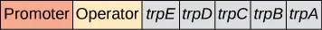 Operon showing in a line: promoter, operator, trpE, trpD, trpC, trpB, and trpA