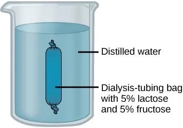 An illustration of a beaker filled with distilled water that has a dialysis-tubing bag, tied shut at both ends, fully submerged in the water. The dialysis-tubing bag contains 5 percent lactose and 5 percent fructose.