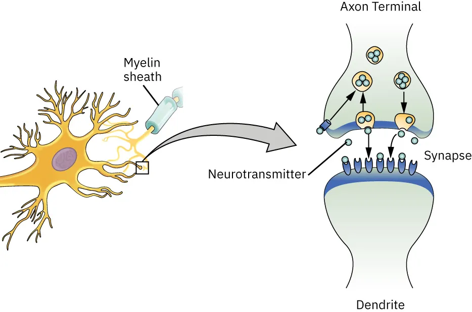 Illustration of myelin sheath and synapse between neurons, with neurotransmitter, axon terminal, dendrite and reuptake labeled.