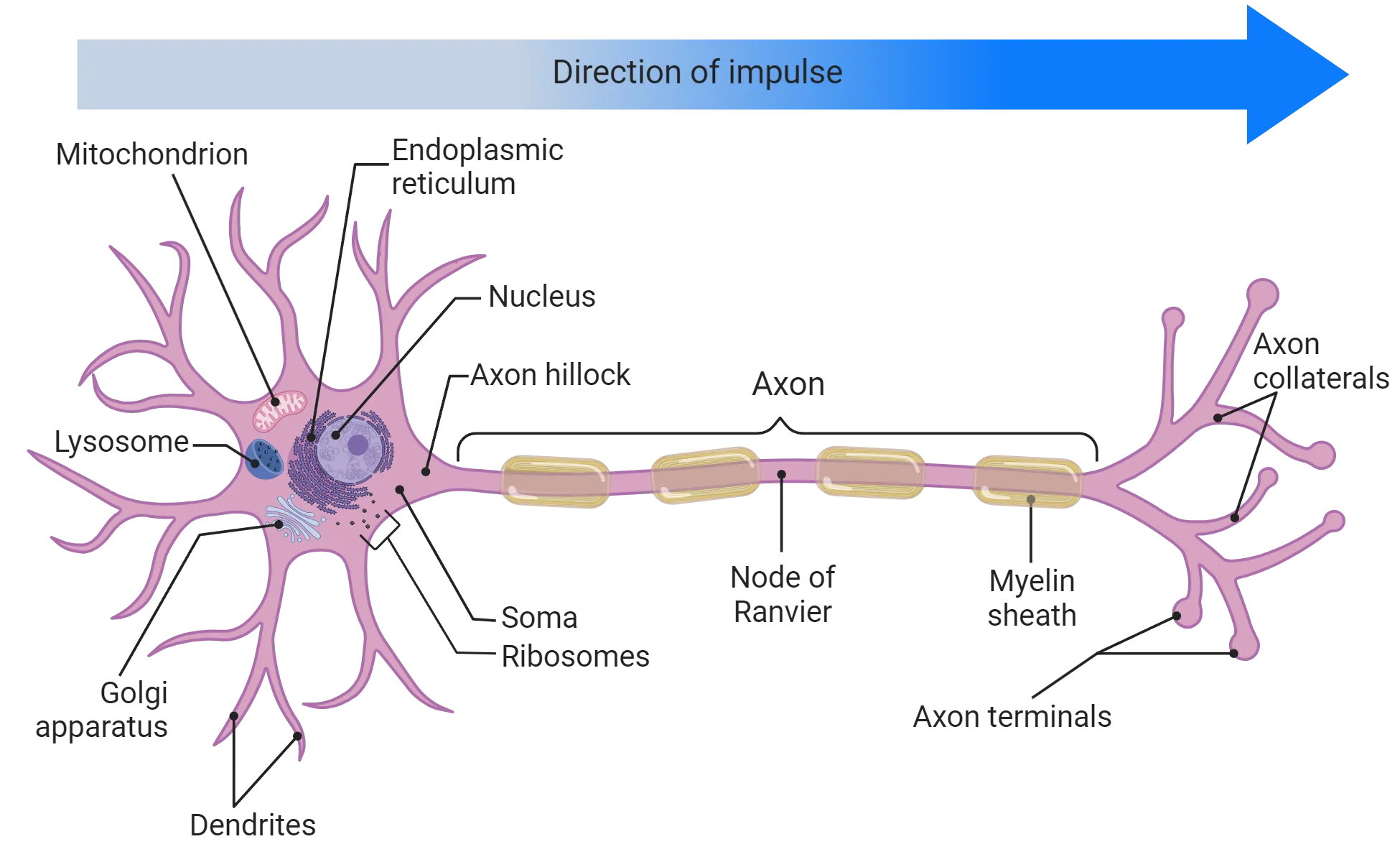 Diagram of a multipolar neuron showing the organelles in the soma and the dendrites, axon and soma as described in the main text.