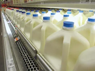 A photograph of a milk display in a grocery store.
