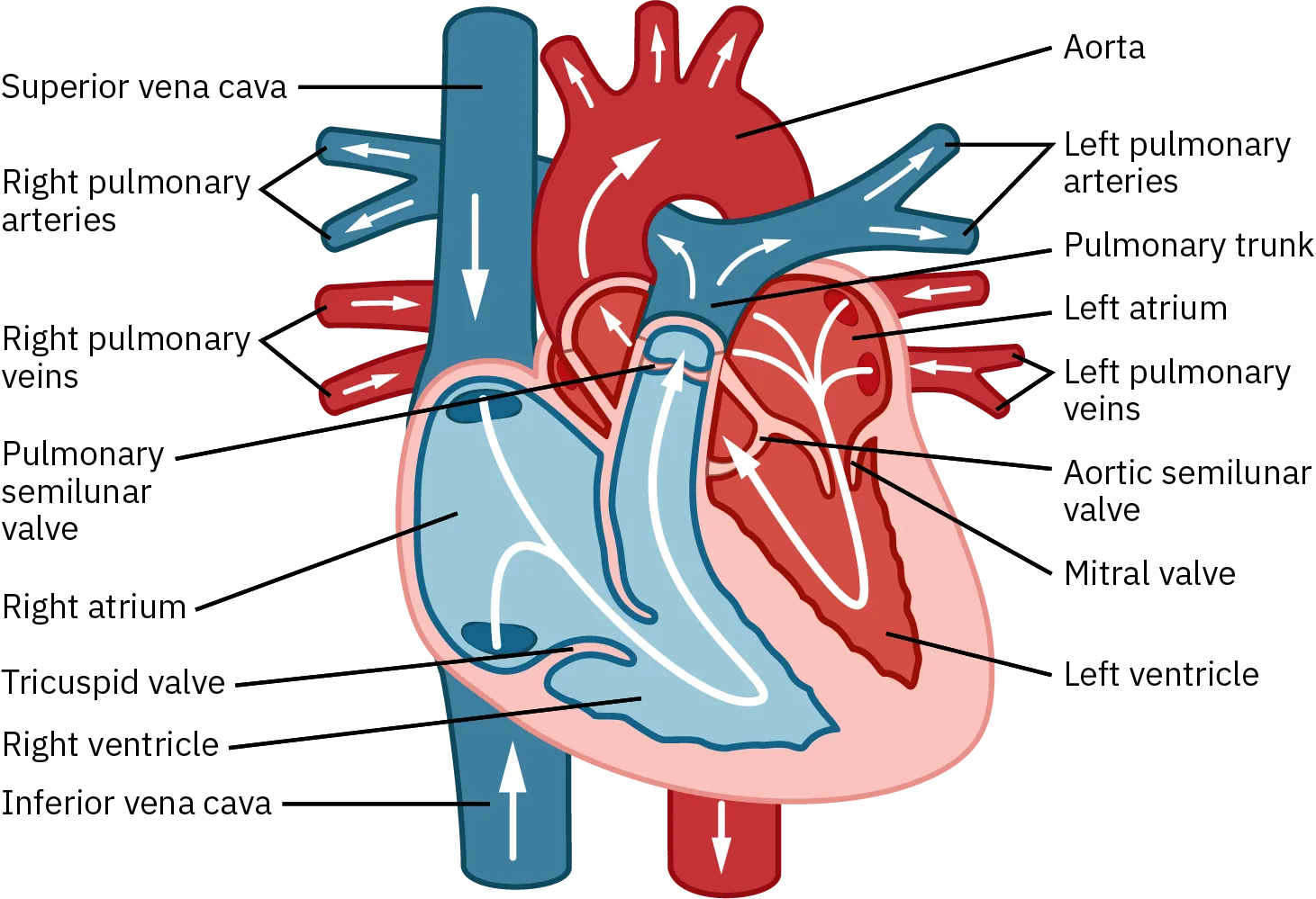 A diagram of the heart shows how blood is oxygenated and then pumped to the rest of the body. Blood enters the right atrium of the heart through the superior vena cava or the inferior vena cava. From there, it travels through the tricuspid valve into the right ventricle and then through the pulmonary semilunar valve and pulmonary trunk. From here it goes through either the left or right pulmonary arteries and into the lungs. Blood coming into the heart from the lungs enters the left atrium through the left or right pulmonary veins. From here, it passes through the mitral valve into the left ventricle. Next, it passes through the aortic semilunar valve into the aorta and then out of the heart to the rest of the body.