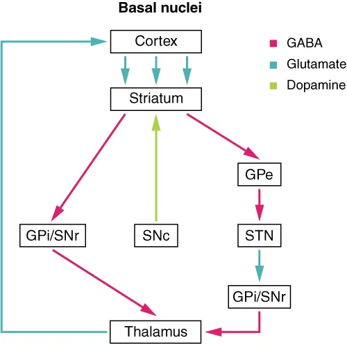 This flowchart shows the connection between the different regions of the brain such as the cortex, striatum and the thalamus.