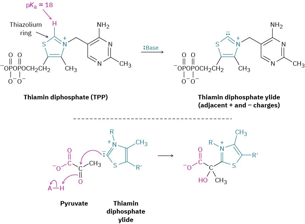 Thiamin diphosphate reacts with base to form thiamin diphosphate ylide. The thiazolium ring's p K a is 18. Pyruvate and yilde consolidation  yields an alpha hydroxyl acid thiamin diphosphate.