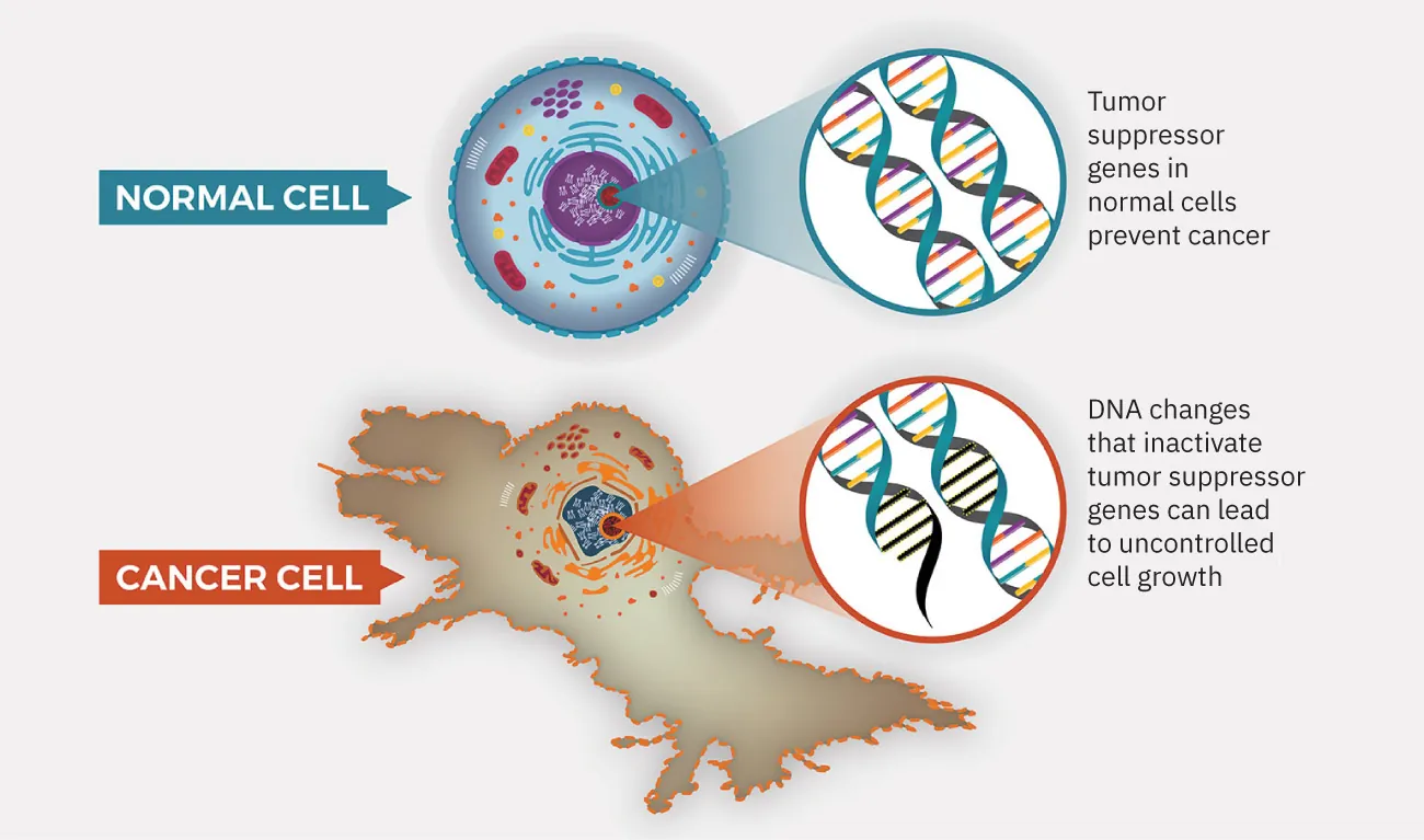 Diagram showing normal cell, inset shows DNA, noting that tumor suppressor genes in normal cells prevent cancer; diagram showing cancer cell, inset shows DNA, noting that DNA changes that inactivate tumor suppressor genes can lead to uncontrolled cell growth