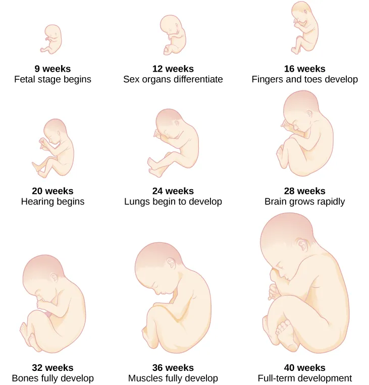 The growth of a fetus is shown using nine pictures in different stages of development. For each stage, there is a picture of a fetus which gets progressively larger and more mature. The first stage is labeled “9 weeks; fetal stage begins.” The second stage is labeled “12 weeks; sex organs differentiate.” The third stage is labeled “16 weeks; fingers and toes develop.” The fourth stage is labeled “20 weeks; hearing begins.” The fifth stage is labeled “24 weeks; lungs begin to develop.” The sixth stage is labeled “28 weeks; brain grows rapidly.” The seventh stage is labeled “32 weeks; bones fully develop.” The eighth stage is labeled “36 weeks; muscles fully develop.” The ninth stage is labeled “40 weeks; full-term development.”