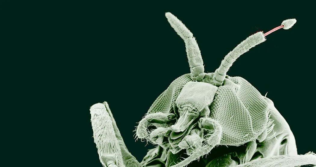 A magnified image of a black fly obtained from an electron microscope showing its antennae and tentacles.