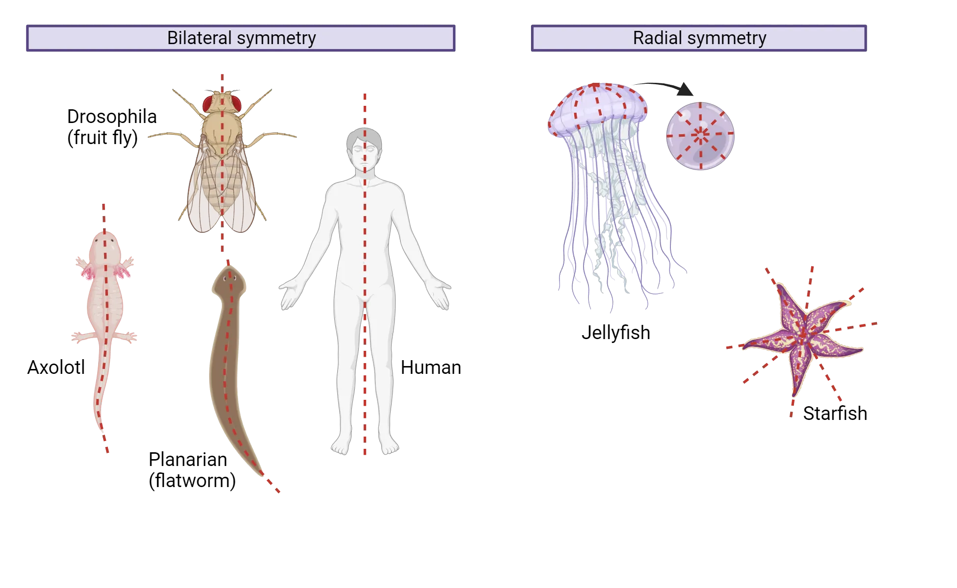 Illustrations of organisms showing bilateral symmetry (fruit fly, axolotl, planarian, human) with a vertical line symmetrically bisecting their bodies and organisms showing radial symmetry (jellyfish, starfish) with lines of symmetry radiating from a central point in the middle of the body.